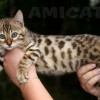 Bengal Mini Leopardo Amicat´s Filhotes Preço Comprar Vender