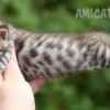 Bengal Mini Leopardo Amicat´s Filhotes Preço Comprar Vender