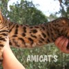Bengal Mini Leopardo Amicat´s Filhotes Preço Comprar Vender