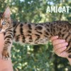 Bengal Mini Leopardo Amicat´s Filhotes Preço Comprar Vender