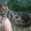 Bengal Mini Leopardo Amicat´s Filhotes Preço Comprar Vender