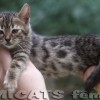 Bengal Mini Leopardo Amicat´s Filhotes Preço Comprar Vender