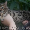 Bengal Mini Leopardo Amicat´s Filhotes Preço Comprar Vender