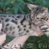Bengal Mini Leopardo Amicat´s Filhotes Preço Comprar Vender