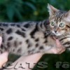 Bengal Mini Leopardo Amicat´s Filhotes Preço Comprar Vender