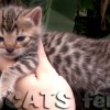 Bengal Mini Leopardo Amicat´s Filhotes Preço Comprar Vender
