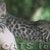 Bengal Mini Leopardo Amicat´s Filhotes Preço Comprar Vender