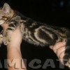 Bengal Mini Leopardo Amicat´s Filhotes Preço Comprar Vender