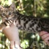 Bengal Mini Leopardo Amicat´s Filhotes Preço Comprar Vender