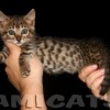 Bengal Mini Leopardo Amicat´s Filhotes Preço Comprar Vender