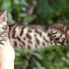 Bengal Mini Leopardo Amicat´s Filhotes Preço Comprar Vender