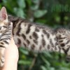 Bengal Mini Leopardo Amicat´s Filhotes Preço Comprar Vender