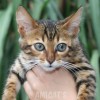 Bengal Mini Leopardo Amicat´s Filhotes Preço Comprar Vender
