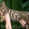 Bengal Mini Leopardo Amicat´s Filhotes Preço Comprar Vender