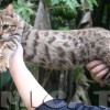 Bengal Mini Leopardo Amicat´s Filhotes Preço Comprar Vender