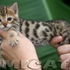 Bengal Mini Leopardo Amicat´s Filhotes Preço Comprar Vender