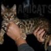 Bengal Mini Leopardo Amicat´s Filhotes Preço Comprar Vender