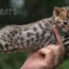 Bengal Mini Leopardo Amicat´s Filhotes Preço Comprar Vender