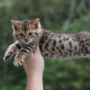 Bengal Mini Leopardo Amicat´s Filhotes Preço Comprar Vender