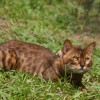 Bengal filhotes produzidos