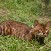 bengalkitten 