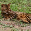 bengalkitten 