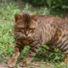 bengalkitten 