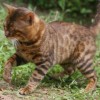 bengalkitten 