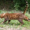 bengalkitten 