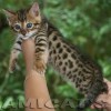 Bengal filhotes produzidos