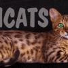 Bengal filhotes produzidos