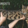 Bengal filhotes produzidos