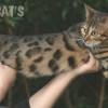 Bengal filhotes produzidos