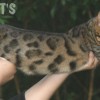 Bengal filhotes produzidos