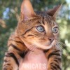Bengal filhotes produzidos