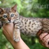Bengal filhotes produzidos