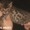 Bengal filhotes produzidos