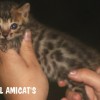 Bengal filhotes produzidos