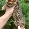 Bengal filhotes produzidos