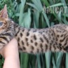 Bengal filhotes produzidos