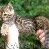 Bengal filhotes produzidos