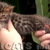 Bengal filhotes produzidos