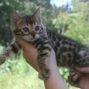 Bengal filhotes produzidos