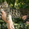 Bengal filhotes produzidos