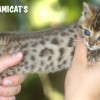 Bengal filhotes produzidos