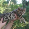 Bengal filhotes produzidos