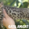 Bengal filhotes produzidos