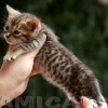 Bengal filhotes produzidos
