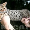 Bengal filhotes produzidos