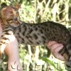 Bengal filhotes produzidos